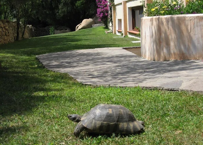 Monti Di Mola מלון